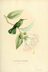 Polytmus Theresiae Theresiae